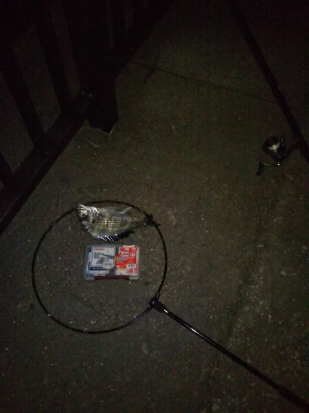 キビレ、セイゴ、太刀魚3種目