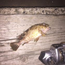 アジはいません