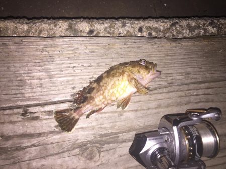 アジはいません