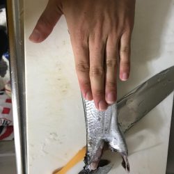 激しぶタチウオ