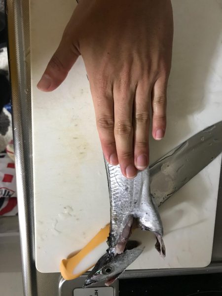 激しぶタチウオ