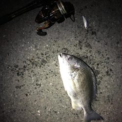 イワシパターン！