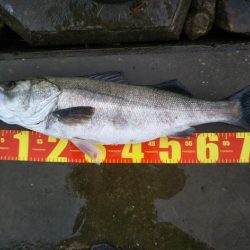 阿南市の那賀川河口でブリとシーバス