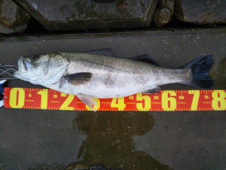 阿南市の那賀川河口でブリとシーバス