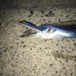 突然のタチウオ