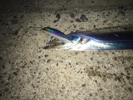 突然のタチウオ