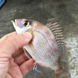 マイクロデイゲーム