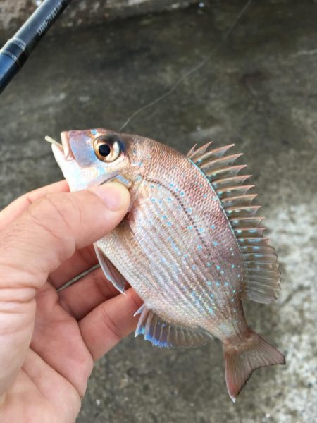 マイクロデイゲーム