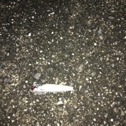 デカ アジとサゴシ