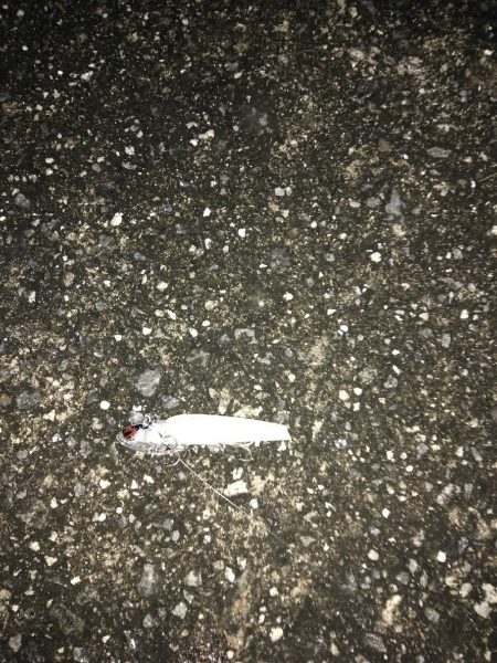 デカ アジとサゴシ