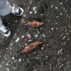 久しぶりのデイゲーム