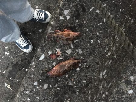 久しぶりのデイゲーム