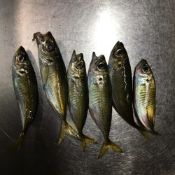 アジングで