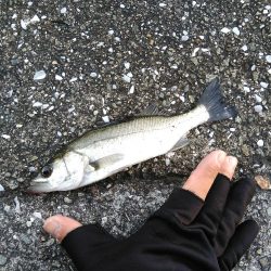 シーバスマルチも手乗りサイズ