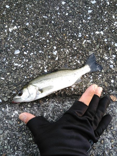 シーバスマルチも手乗りサイズ