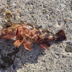 早朝ライトゲーム