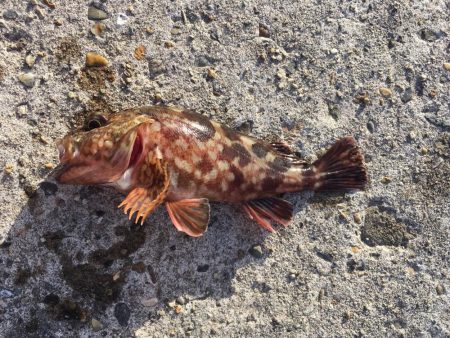 早朝ライトゲーム