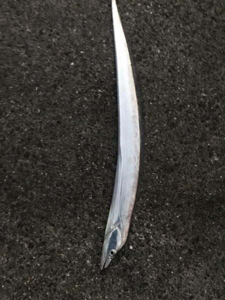 シーバスのはずが(T . T)