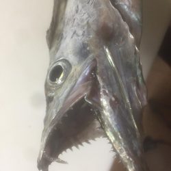 タチウオまだなんとか！