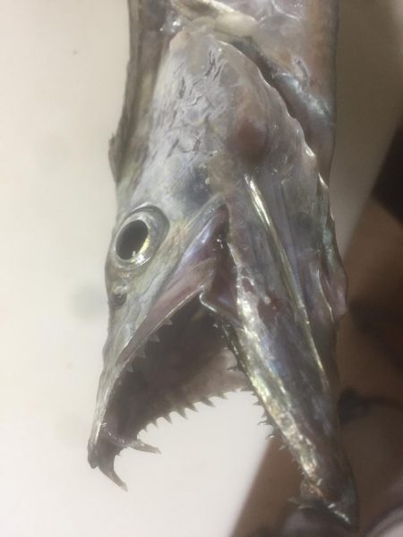 タチウオまだなんとか！