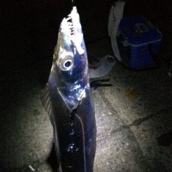 港奥ボチボチ朝の時合いは特になし