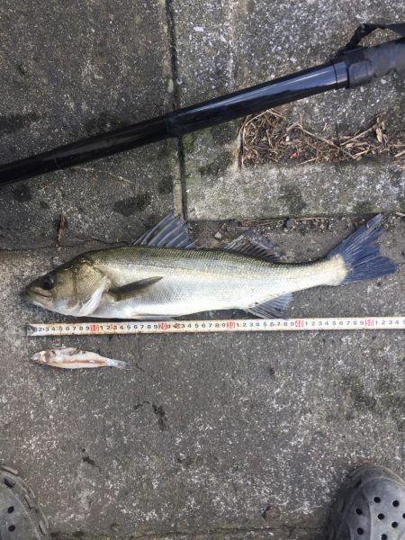 引き潮になって