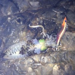 串本をランガン