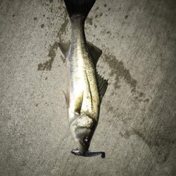 ベイトがいっぱい