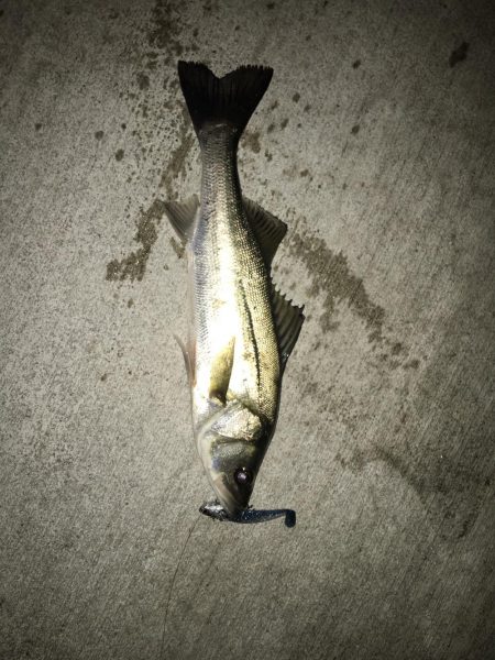 ベイトがいっぱい