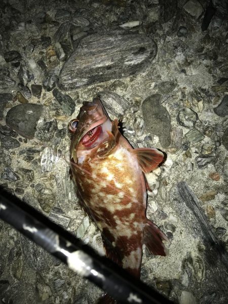 ガシラのマンション