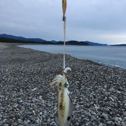 大里松原海岸 アオリイカ1kg+3杯で入魂！