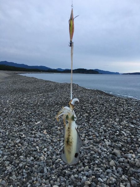 大里松原海岸 アオリイカ1kg+3杯で入魂！
