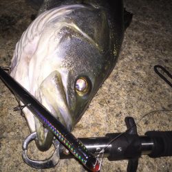 サヨリパターン のシーバス