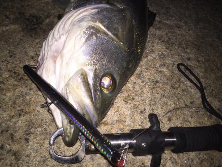 サヨリパターン のシーバス