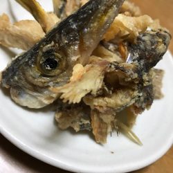 メバルは無し！