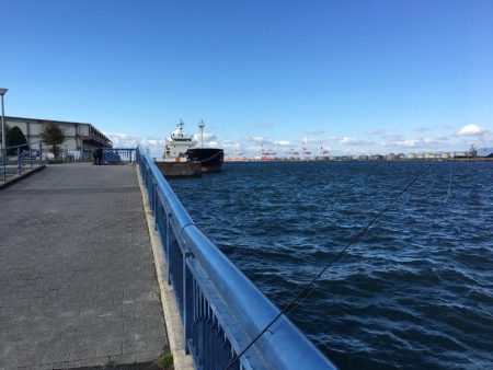 大阪奥湾サビキ アジ快釣