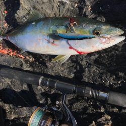 御五神島 フカセ&ルアー