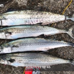 パラダイス♫でもサゴシ