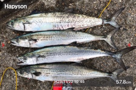 パラダイス♫でもサゴシ