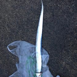 朝マズメ2時間勝負