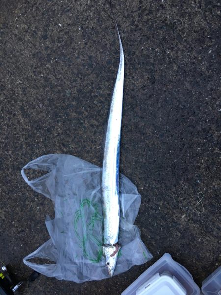 朝マズメ2時間勝負