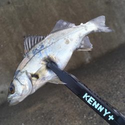 イワシはいませんでした。