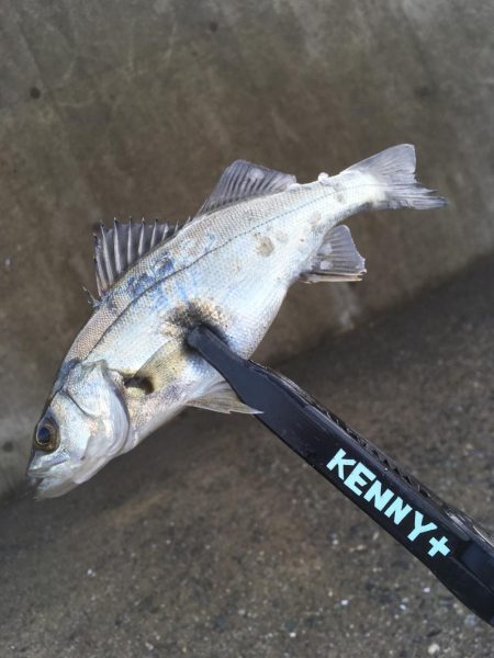 イワシはいませんでした。