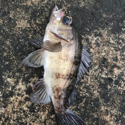 坊主を回避した(笑)。