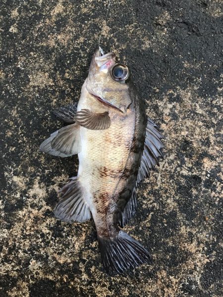 坊主を回避した(笑)。