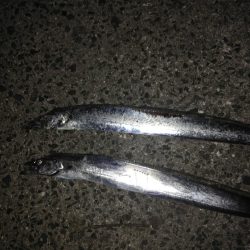 ジグパラスピンでツバス