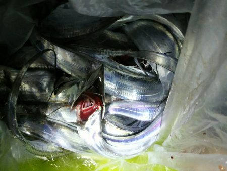 ジグにタチウオ荒食い！14匹