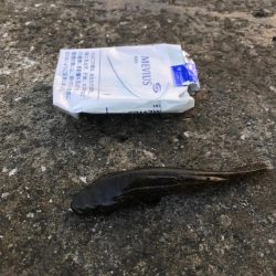 イナダ、アジ、ハゼ！