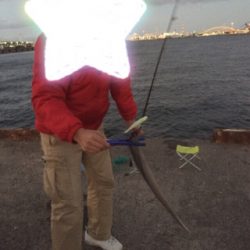 タチウオ＆アジ