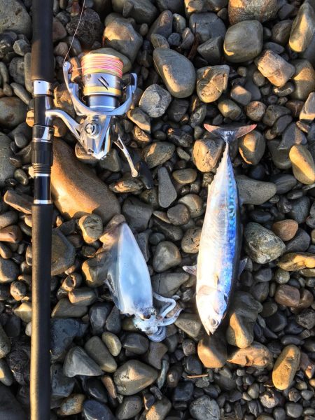 大里松原海岸 小イカ スマ